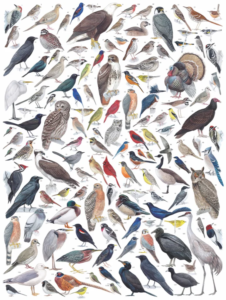 Birds of Eastern and Central North America: 1,000-Piece Puzzle - Image 2