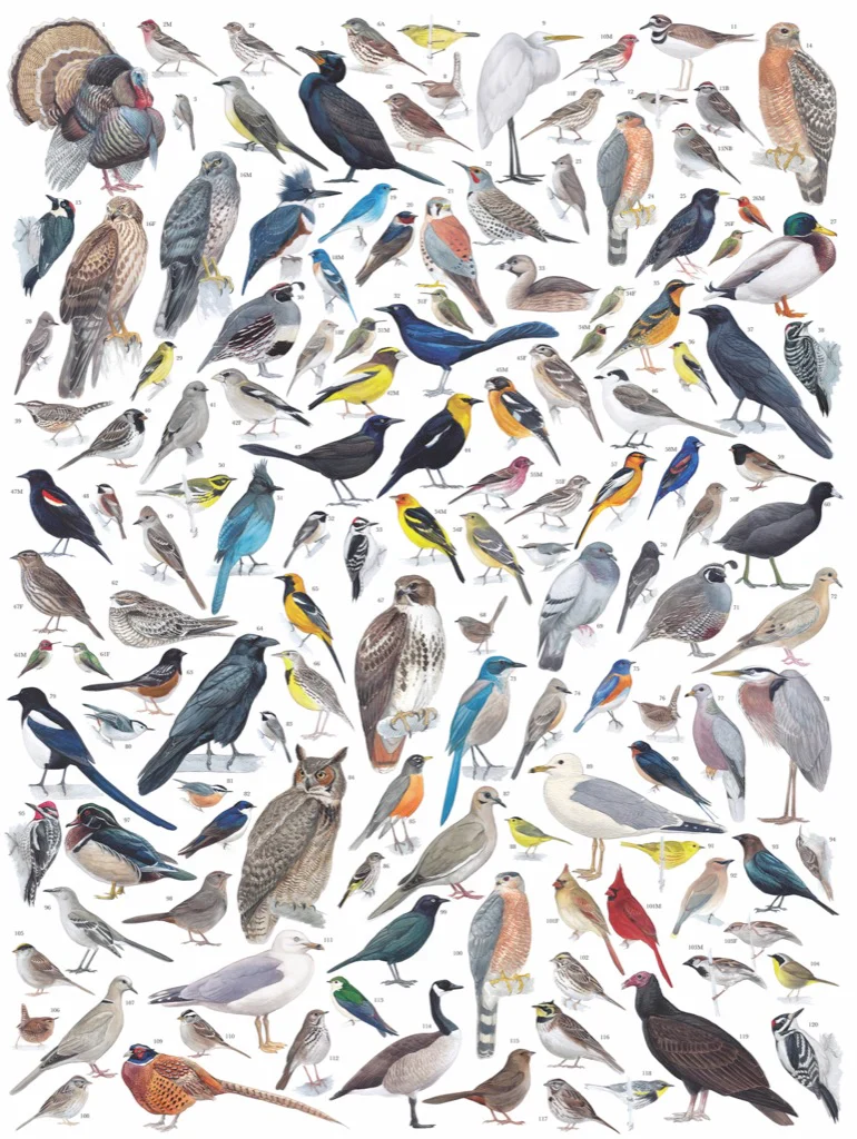 Birds of Western North America: 1,000-Piece Puzzle - Image 2