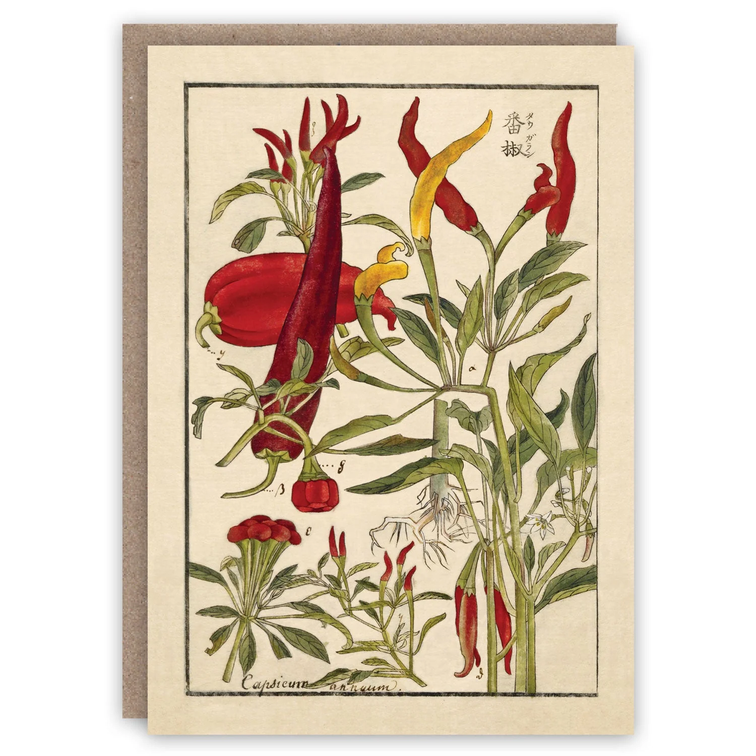 The Cabinet of Curiosities Greeting Card Collection - Image 8