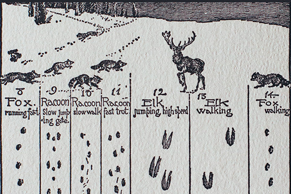 Animal Tracks in the Snow Cards - Image 5
