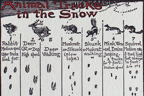 Animal Tracks in the Snow Cards - Image 6