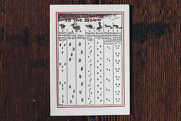 Animal Tracks in the Snow Cards - Image 7