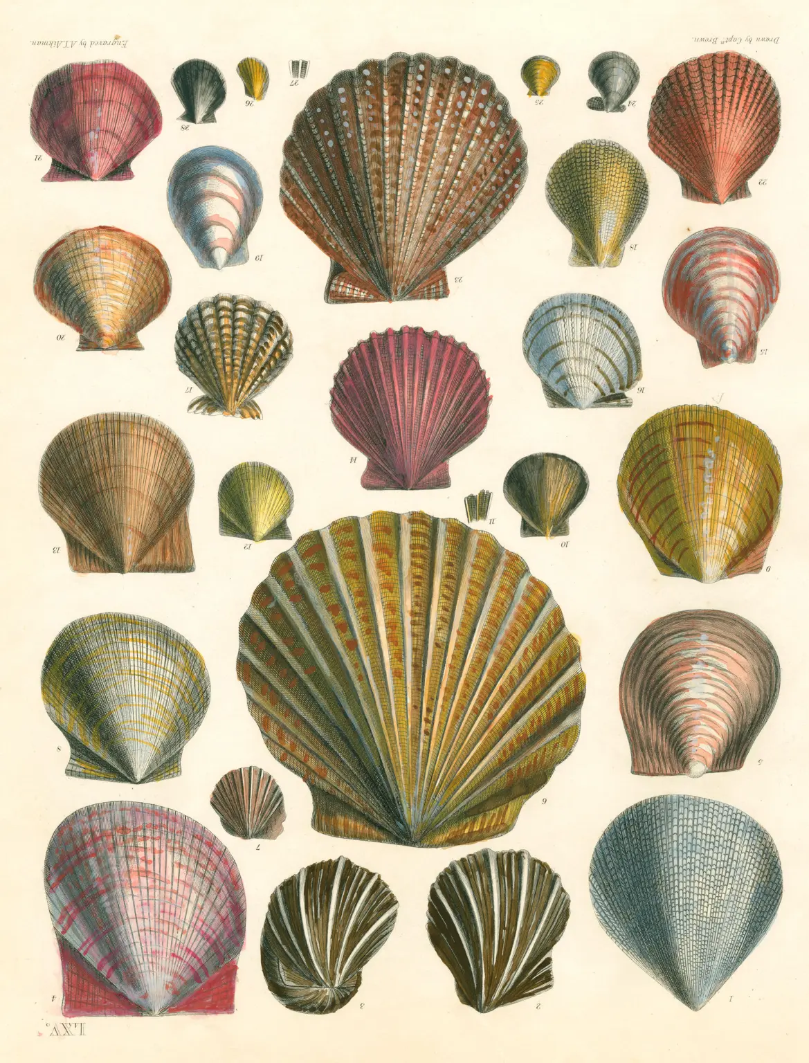 John Derian Wrapping Paper Books - Image 4