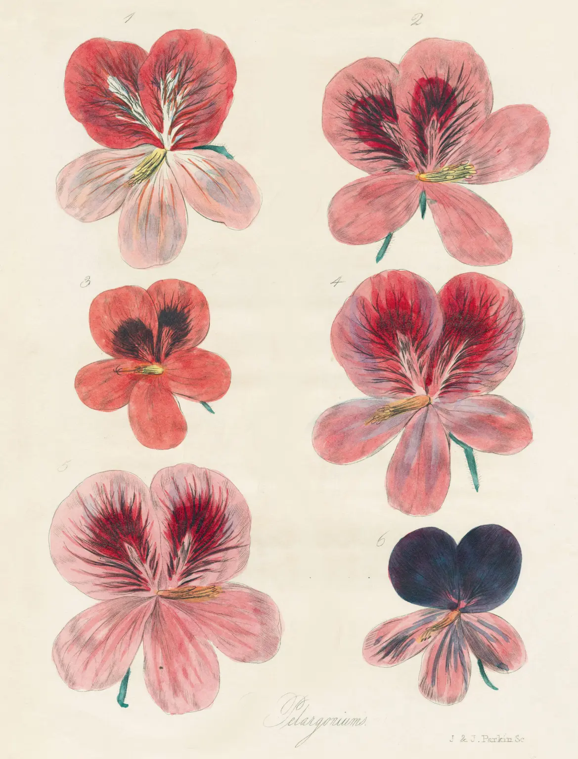 John Derian Wrapping Paper Books - Image 5