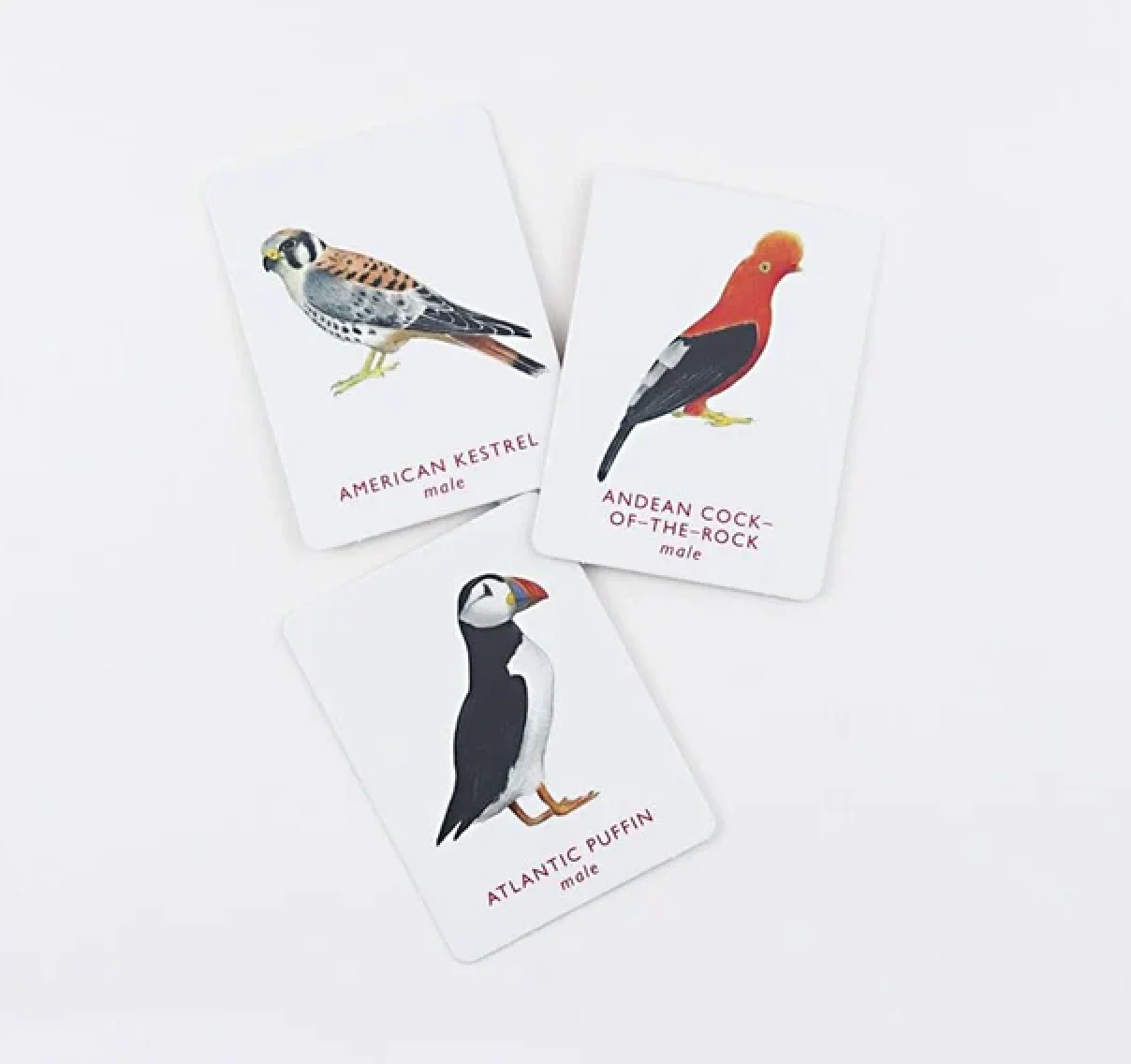 Match a Pair of Birds Memory Game - Image 3