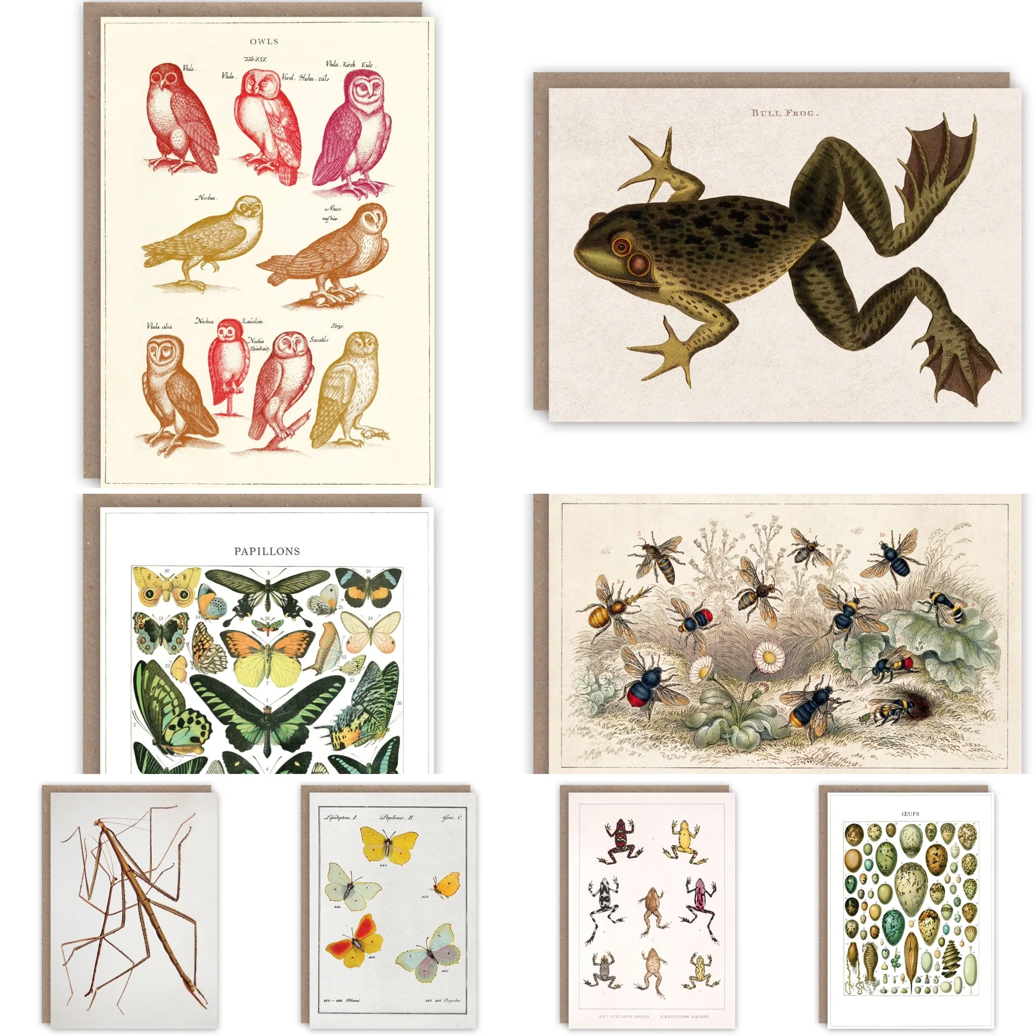 The Natural World Greeting Card Collection