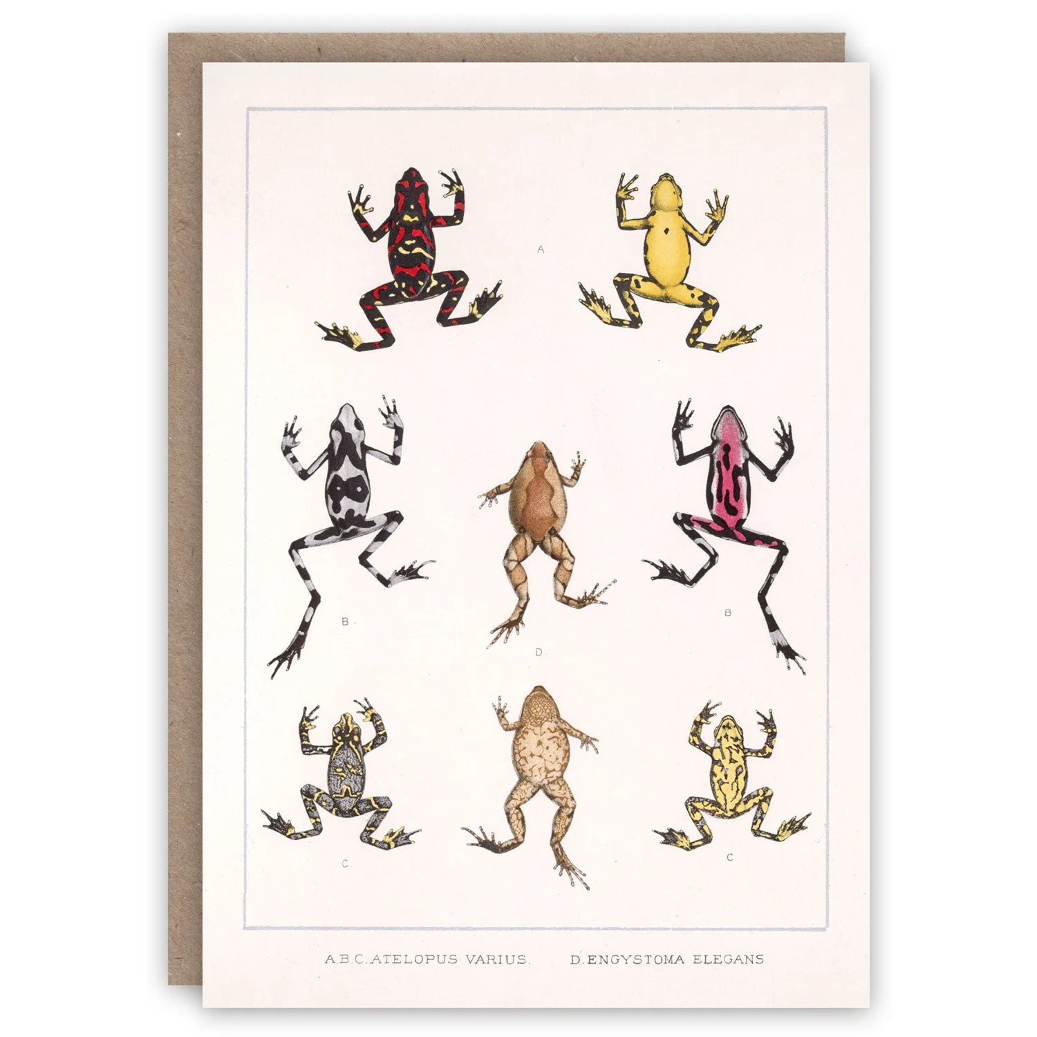 The Natural World Greeting Card Collection - Image 6