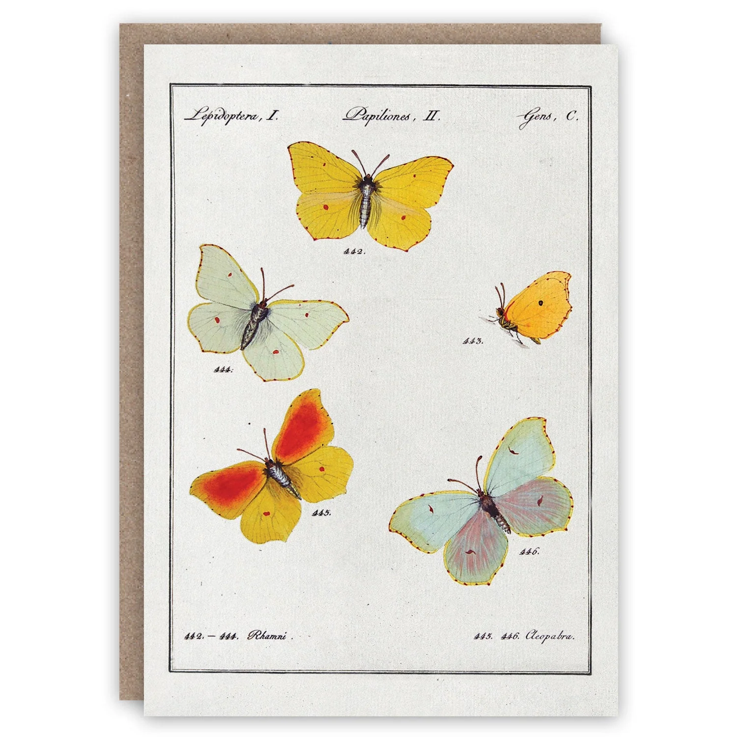 The Natural World Greeting Card Collection - Image 8